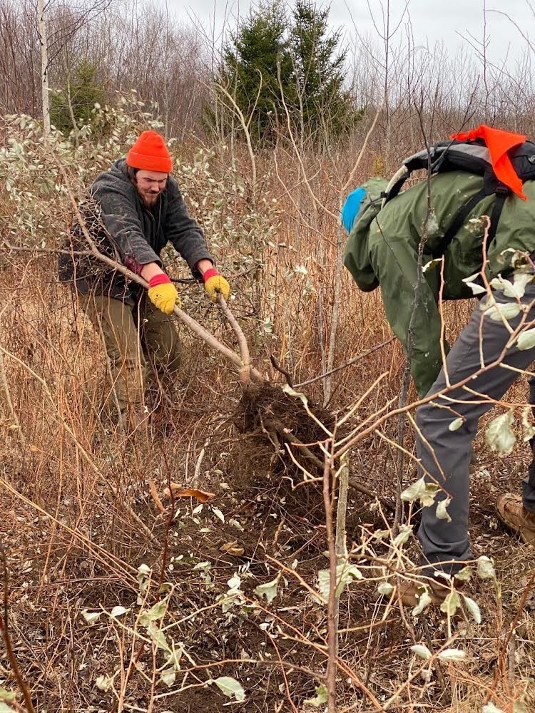 INVASIVE PLANTS