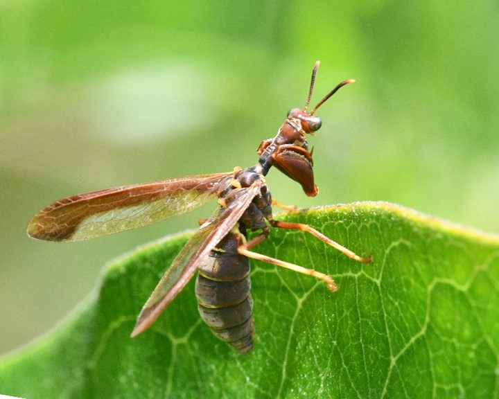 What's That Bug? – Mimicry in the insect world – Coastal Mountains